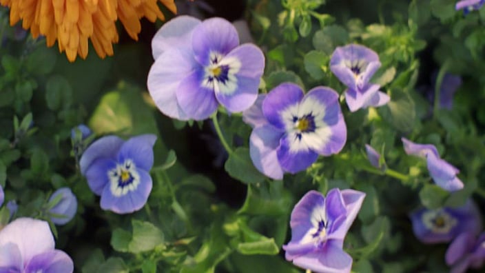 Fiori viola del pensiero