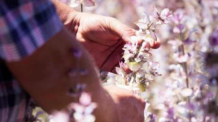 Mani con petali di fiori