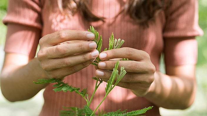 Le mani della donna toccano la pianta