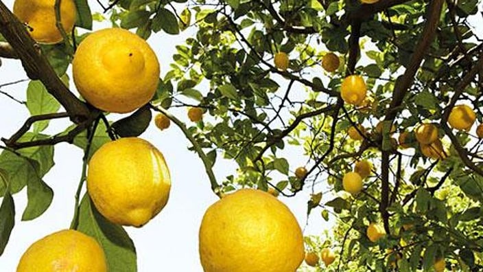 Limoni sull'albero