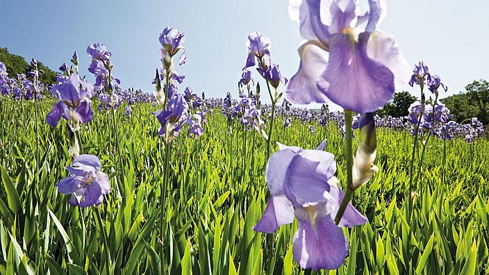 Campo con fiori di iris