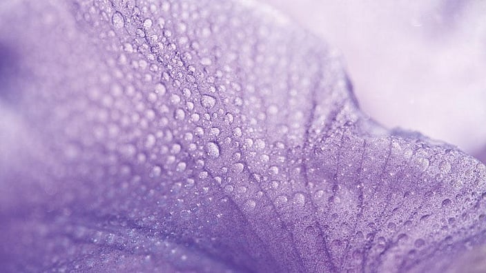 Primo piano di un fiore di iris