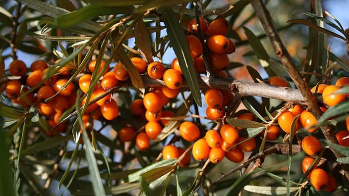 Bacche di olivello spinoso sull'albero