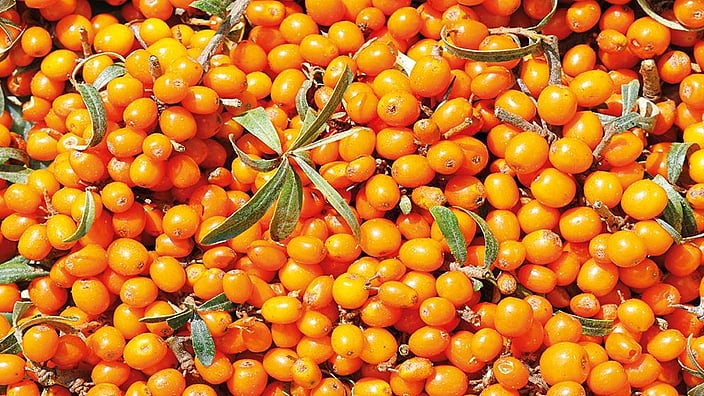 Bacche di olivello spinoso
