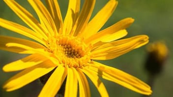 Fiore di Arnica