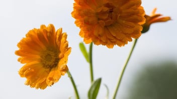 Fiore di calendula