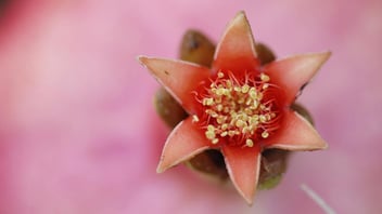 Fiore di melograno