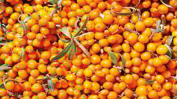 Bacche di olivello spinoso