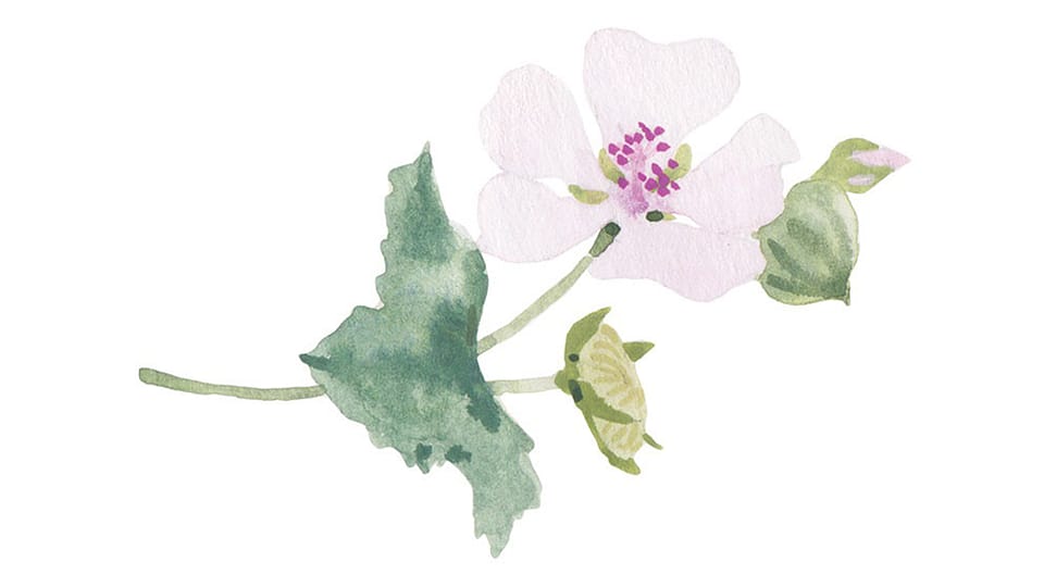 Althaea Officinalis Leaf Extract*