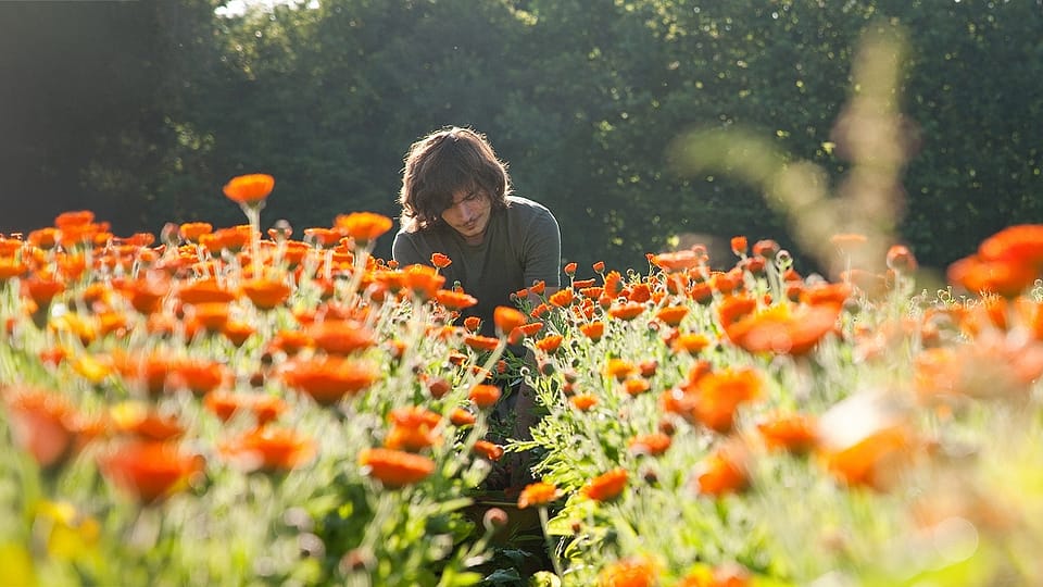 Giardiniere nel nostro campo di Calendula in Germania