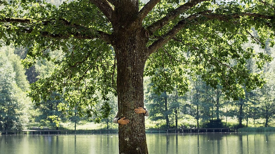 una persona abbraccia il tronco di un albero, un lago sullo sfondo