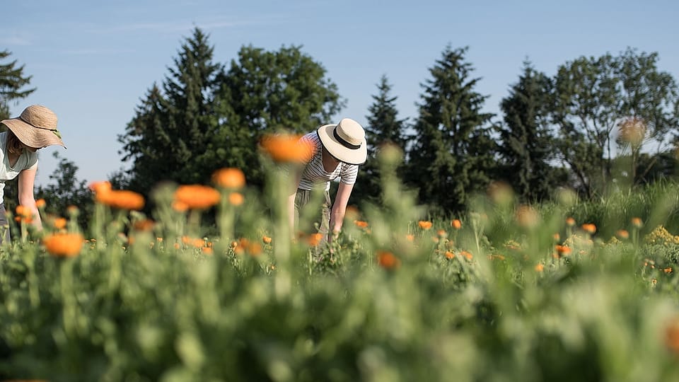 raccolta di calendula