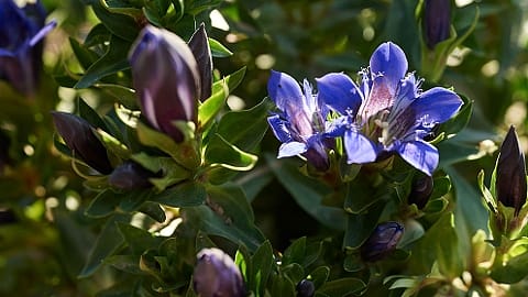 pianta di genziana blu