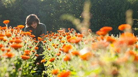 Ragazzo in mezzo ad un campo di calendula