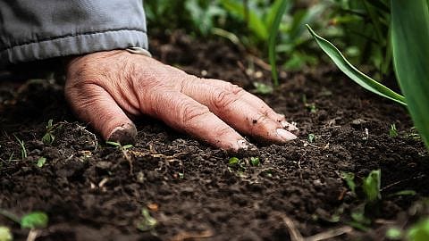 Mano di uomo adulto tocca il suolo terroso