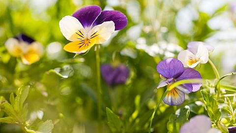 viola del pensiero