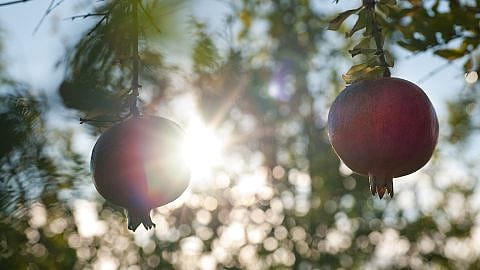 Due frutti di melograno al sole