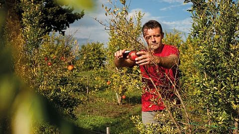 Uomo raccoglie melograno in un campo