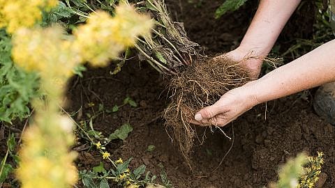 Due mani tengono l'insieme delle radici di una pianta sollevandole dal suolo