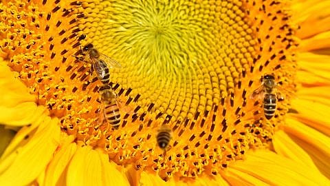 sunflower with bees