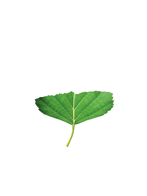 birch leaf lower