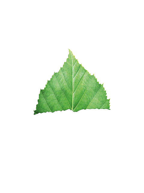 birch leaf upper