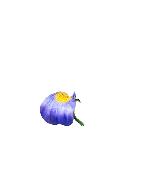 Parte inferiore del fiore viola del pensiero