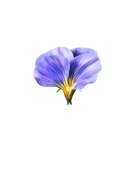 Parte superiore del fiore viola del pensiero