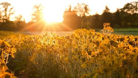 sunflowers in sunset
