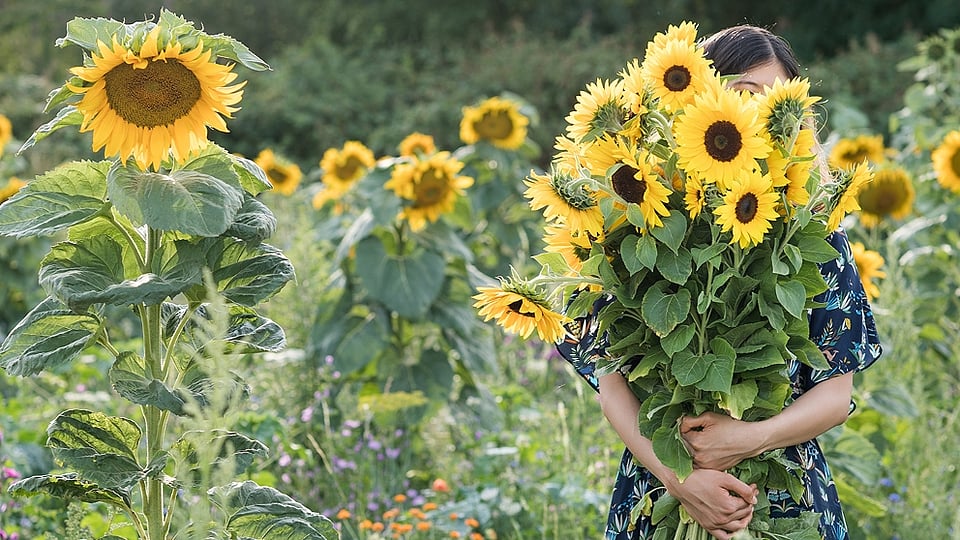 campo di girasoli