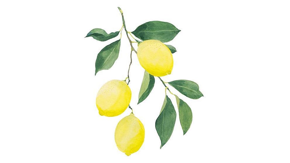 Citrus Limon (Lemon) Peel Oil Weleda