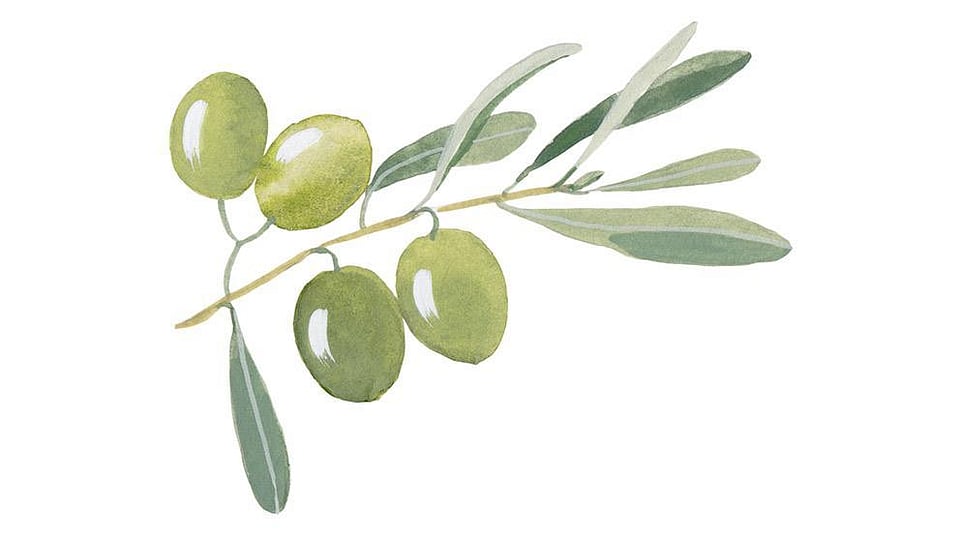 Olea Europaea (Olive) Fruit Oil