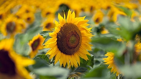 sunflowers