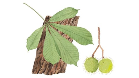 Aesculus Hippocastanum (Horse Chestnut) Bark Extract