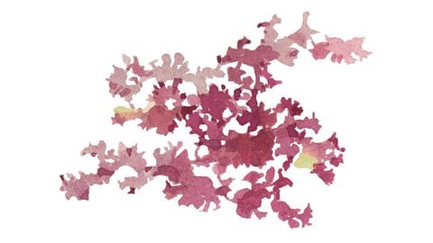 Carrageenan