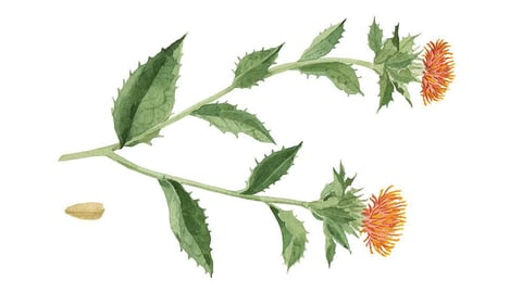 Carthamus Tinctorius (Safflower) Seed Oil