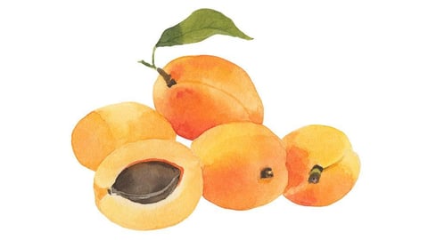 Prunus Armeniaca (Apricot) Kernel Oil
