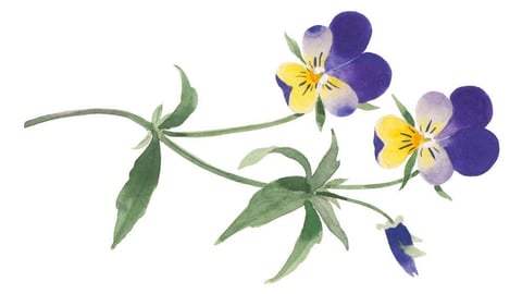Viola Tricolor Extract