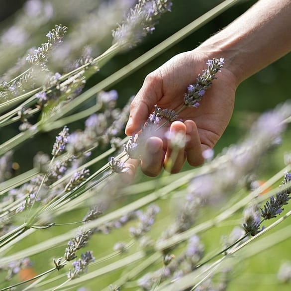 In armonia con l'essere umano e la natura