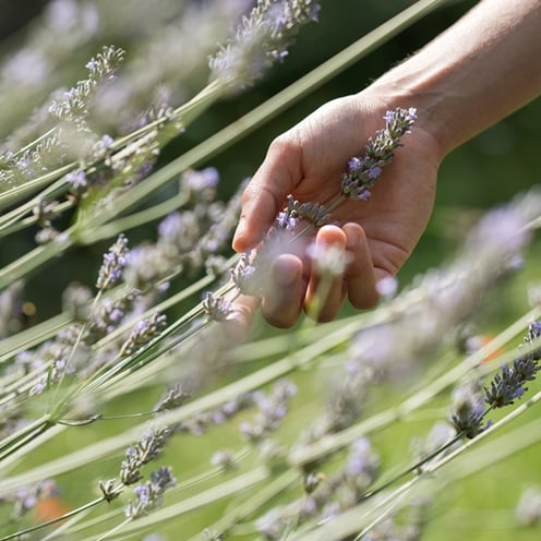 In armonia con l'essere umano e la natura