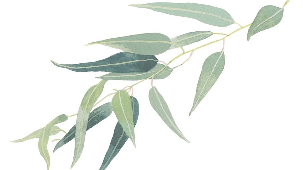 Disegno di foglie di eucalipto