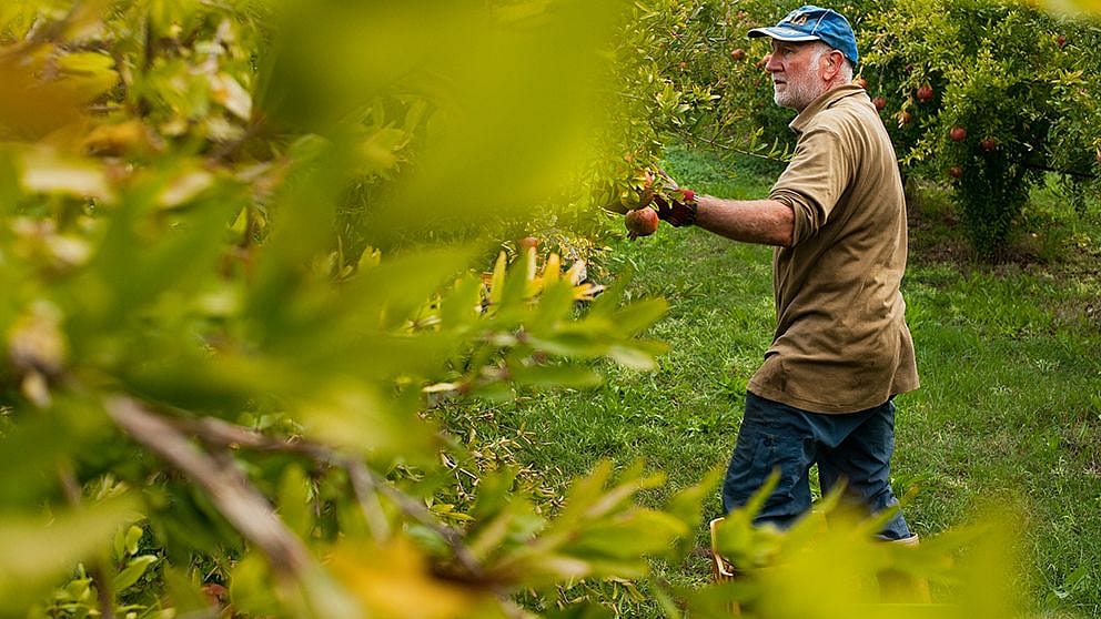 Uomo raccoglie un melograno in un campo