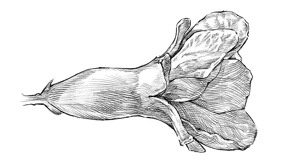 Disegno del fiore di melograno