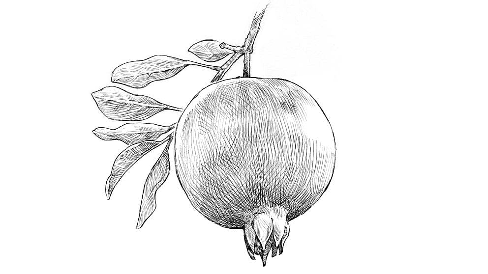 Disegno del frutto di melograno