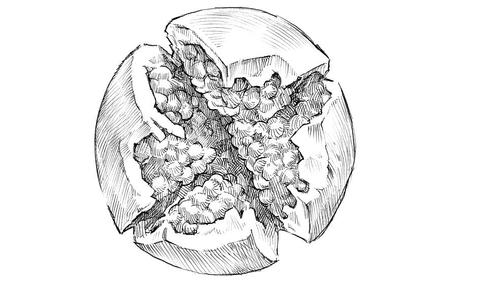 Disegno del melograno aperto