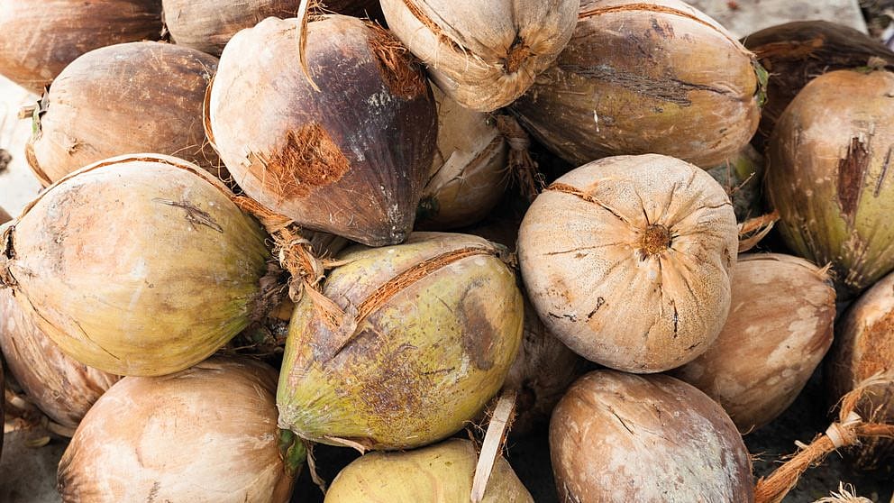 Insieme di noci di cocco