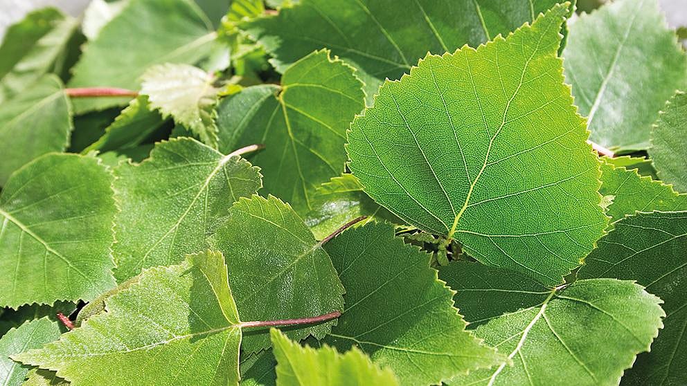 Foglie di betulla al sole