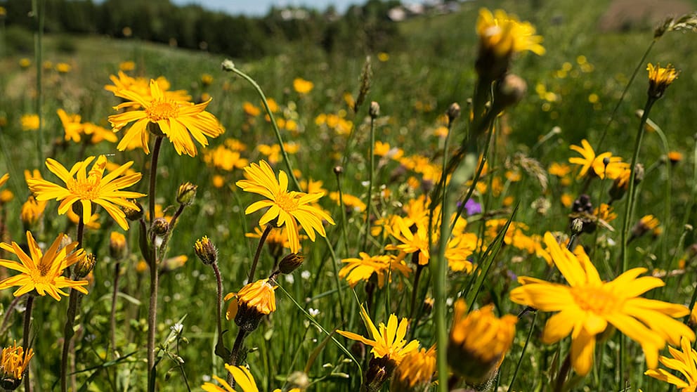 Fiori di arnica in un prato
