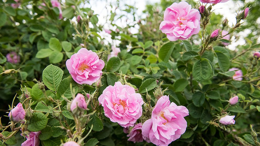 Rose Damascene