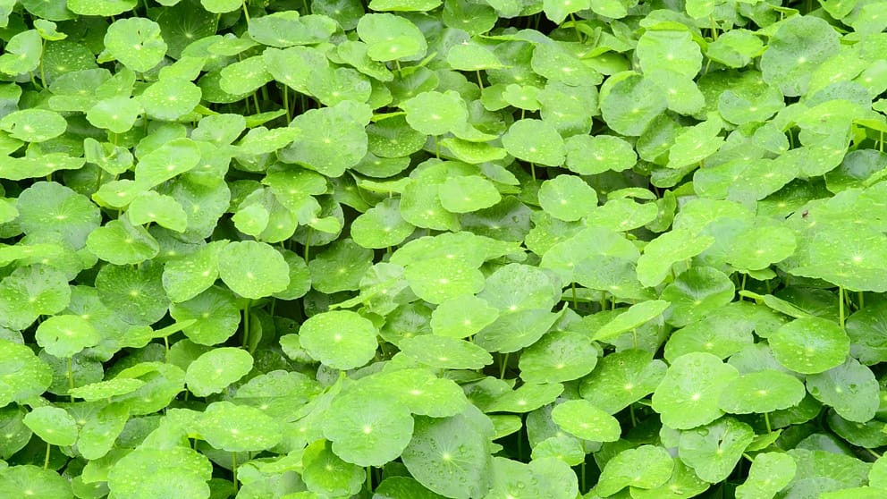 Pianta di centella asiatica